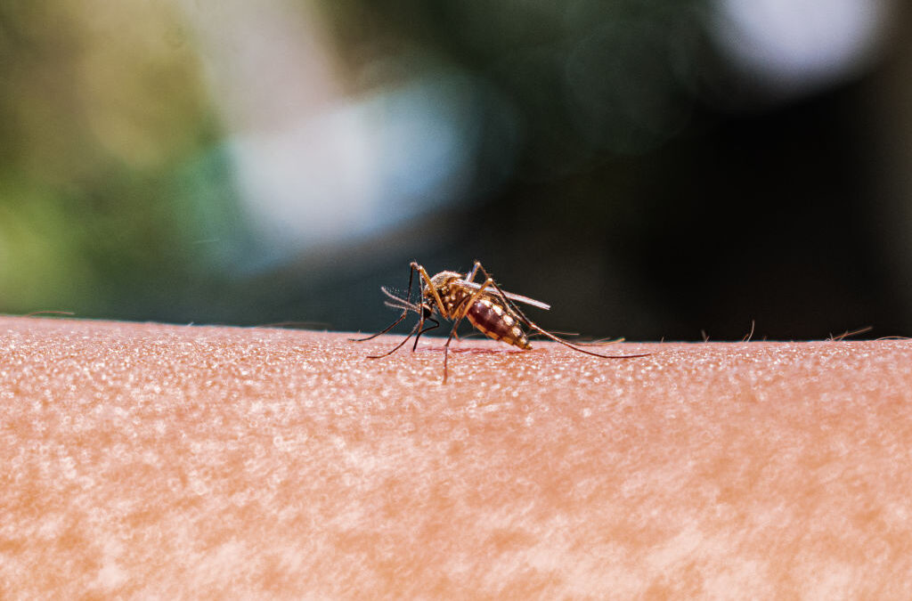 Malaria Autoctona a Verona: Diagnosi di un Caso in una Persona Senza Viaggi Recenti in Aree Endemiche