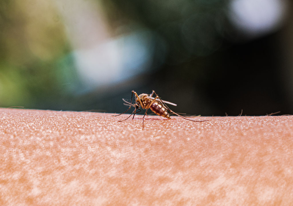 malaria a verona