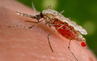 Allarme malaria a Verona: primo caso autoctono da decenni